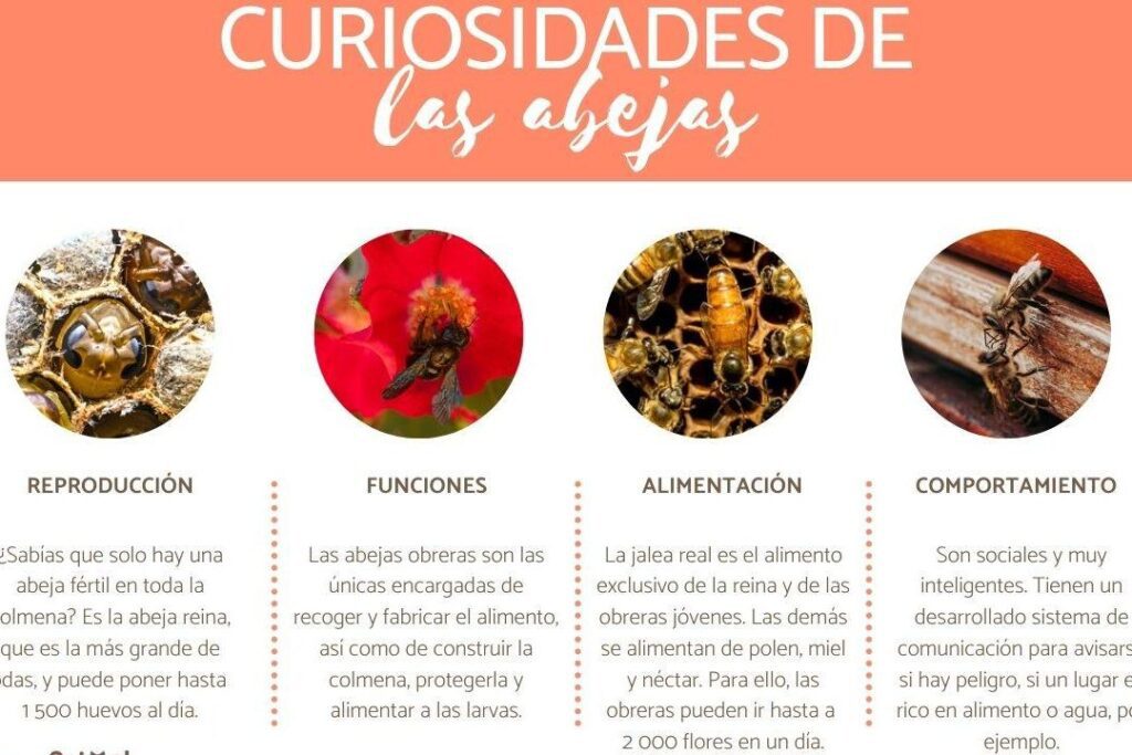 Vida de las abejas: Duración promedio de vida y factores que influyen