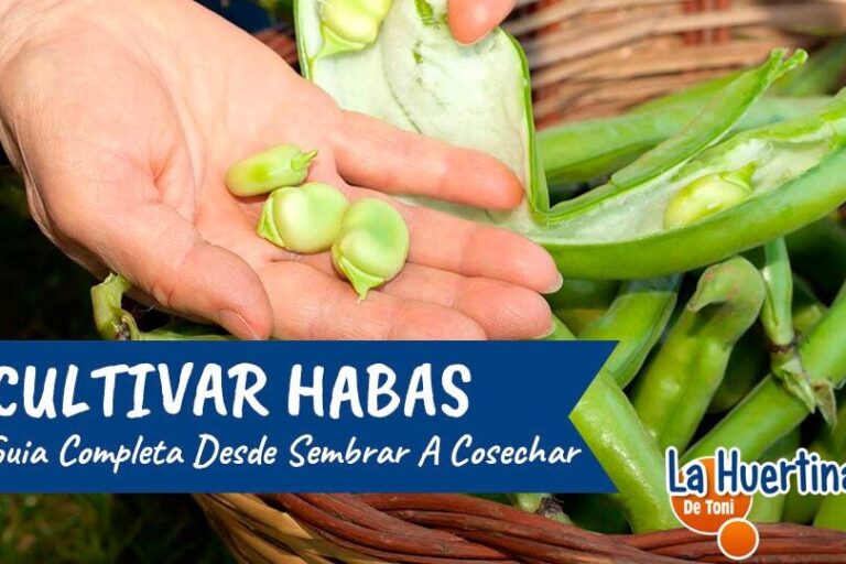 Cuándo y cómo sembrar habas: Guía completa para un cultivo exitoso ︎