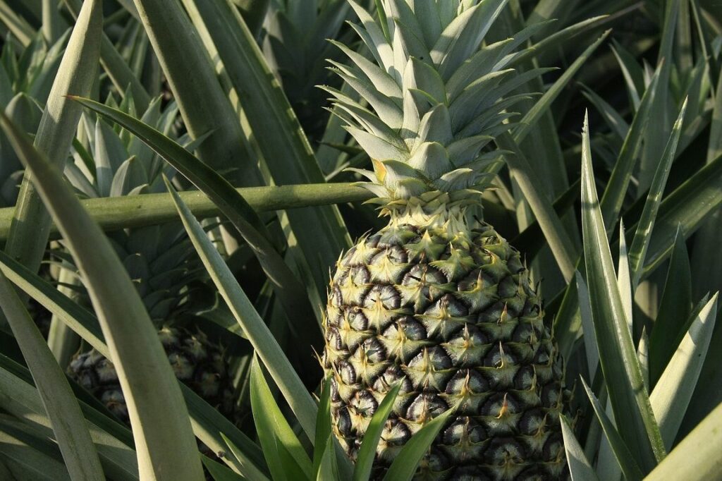 Descubre los secretos de la cosecha de piña: técnicas eficientes y ...