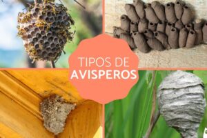 Guía práctica: Cómo quitar un nido de avispas de forma segura y efectiva ︎