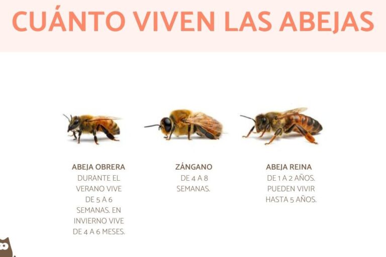 Promedio De Vida De Una Abeja