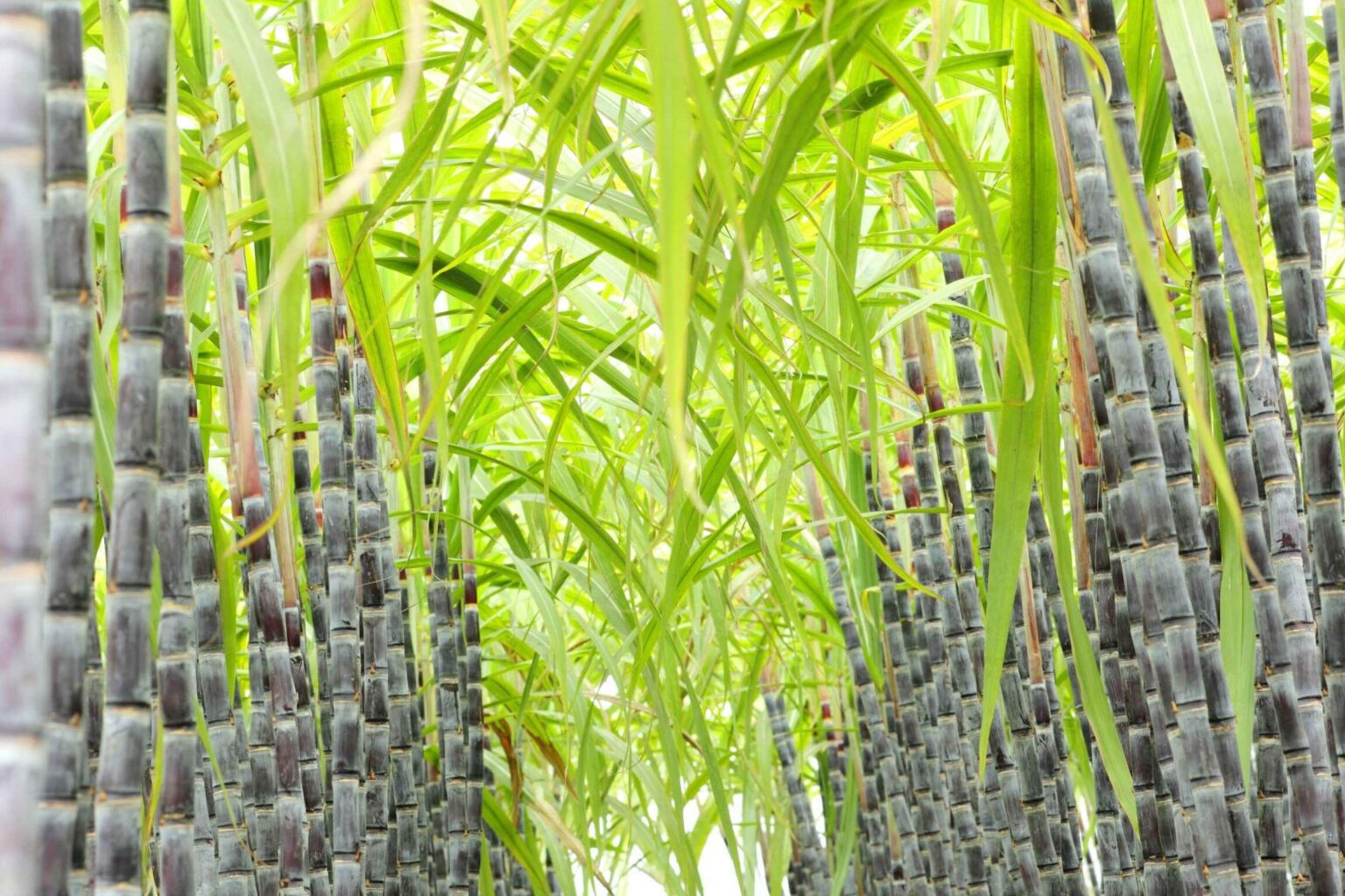 Cultivo de caña: técnicas y consejos para un cultivo exitoso ︎