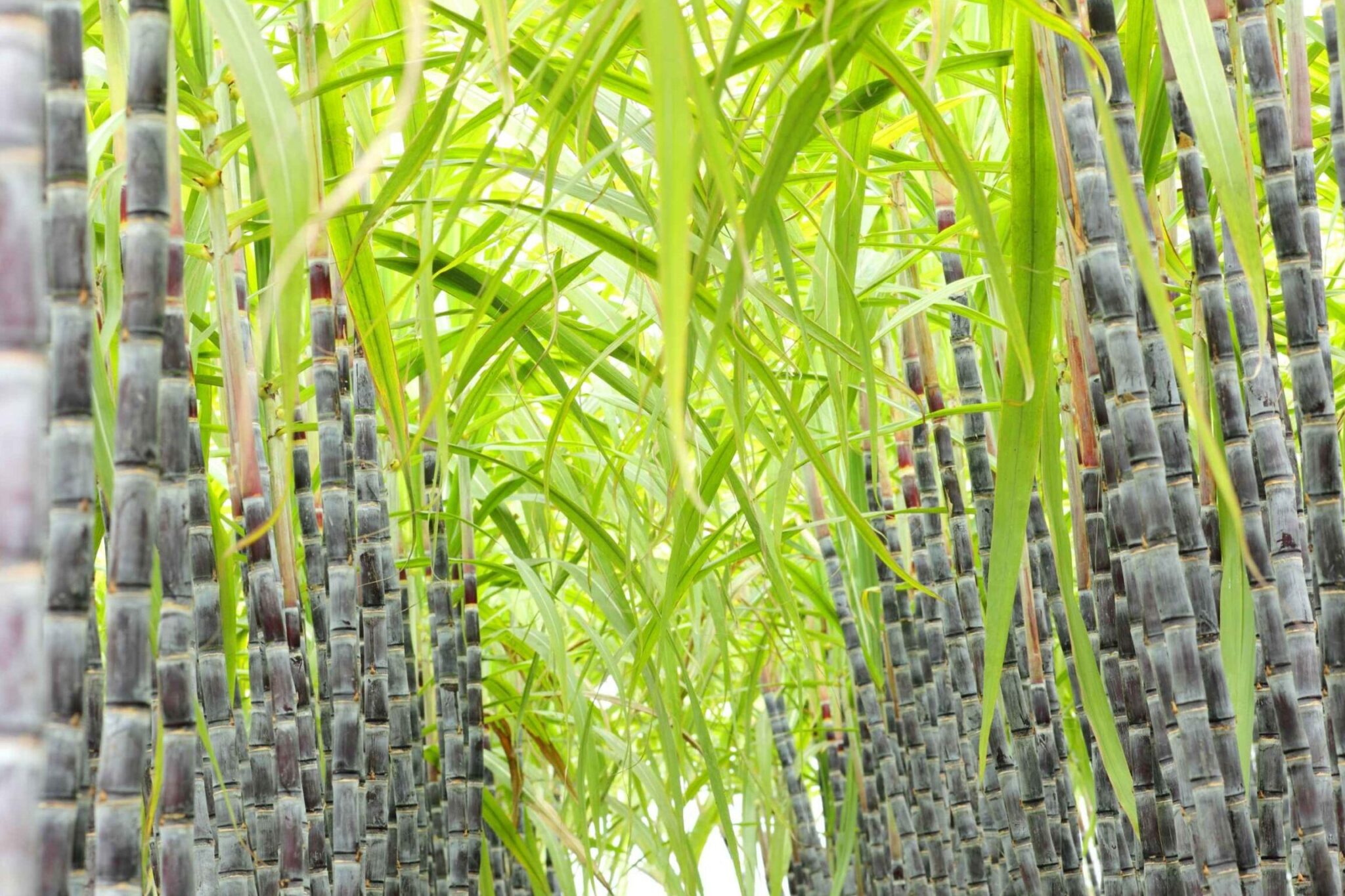 Factores Que Interactúan En El Cultivo De Caña – HR und Datenschutz