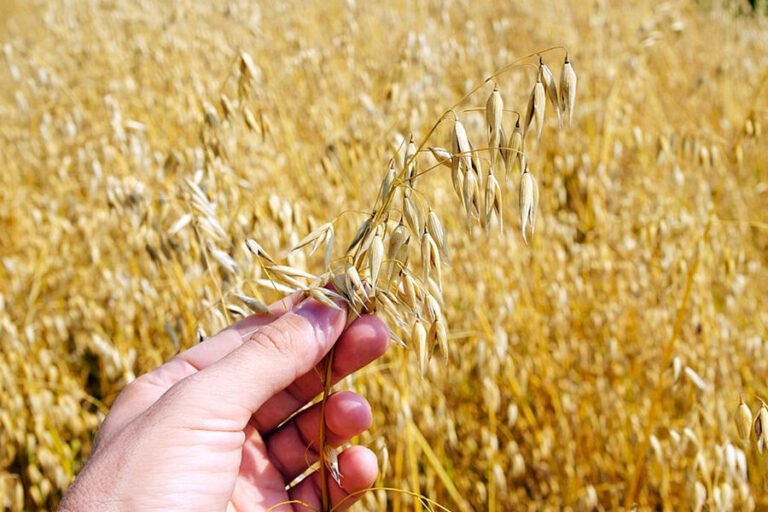 Guía completa de cultivo de avena: consejos prácticos para obtener una