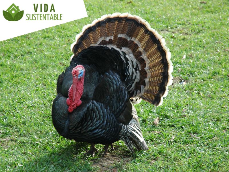 Descubre Los Secretos Del Pavo Negro Origen Caracter sticas Y Recetas Descubre Los Secretos Del Pavo Negro Origen Caracter sticas Y Recetas