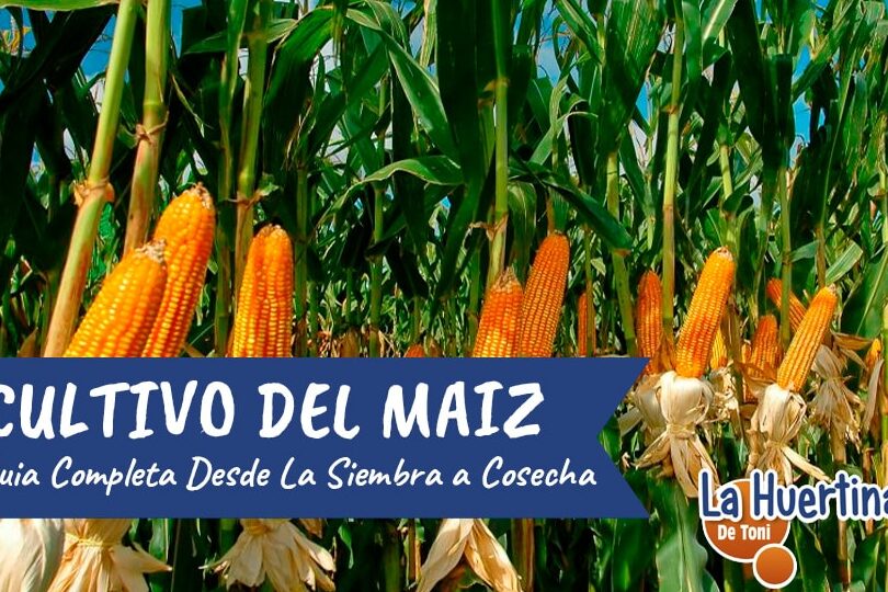 Ciclo del Maíz Una guía completa desde la siembra hasta la cosecha ︎
