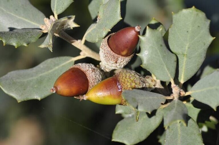 Descubre el fascinante mundo de las bellotas de roble: características
