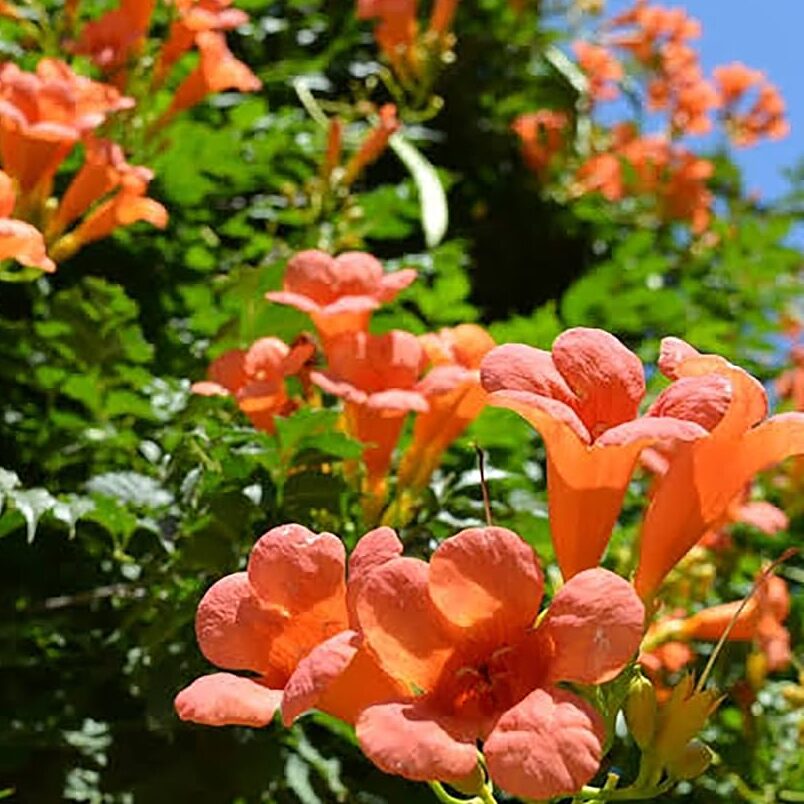 enredadera-de-flores-naranja-belleza-vibrante-para-tu-jardin