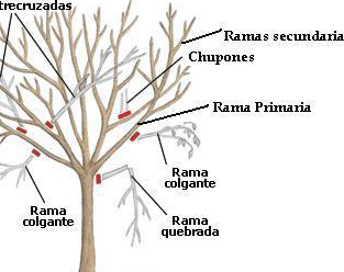 guia-completa-de-poda-del-peral-tecnicas-consejos-y-mejores-momentos-para-un-arbol-frutal-saludable