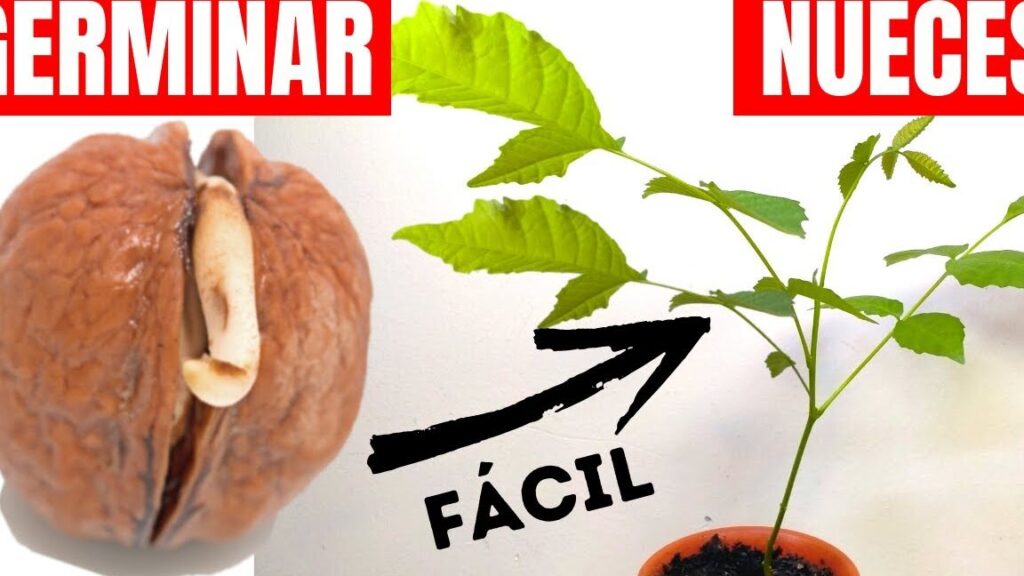 Guía completa para germinar nueces de nogal: paso a paso y consejos