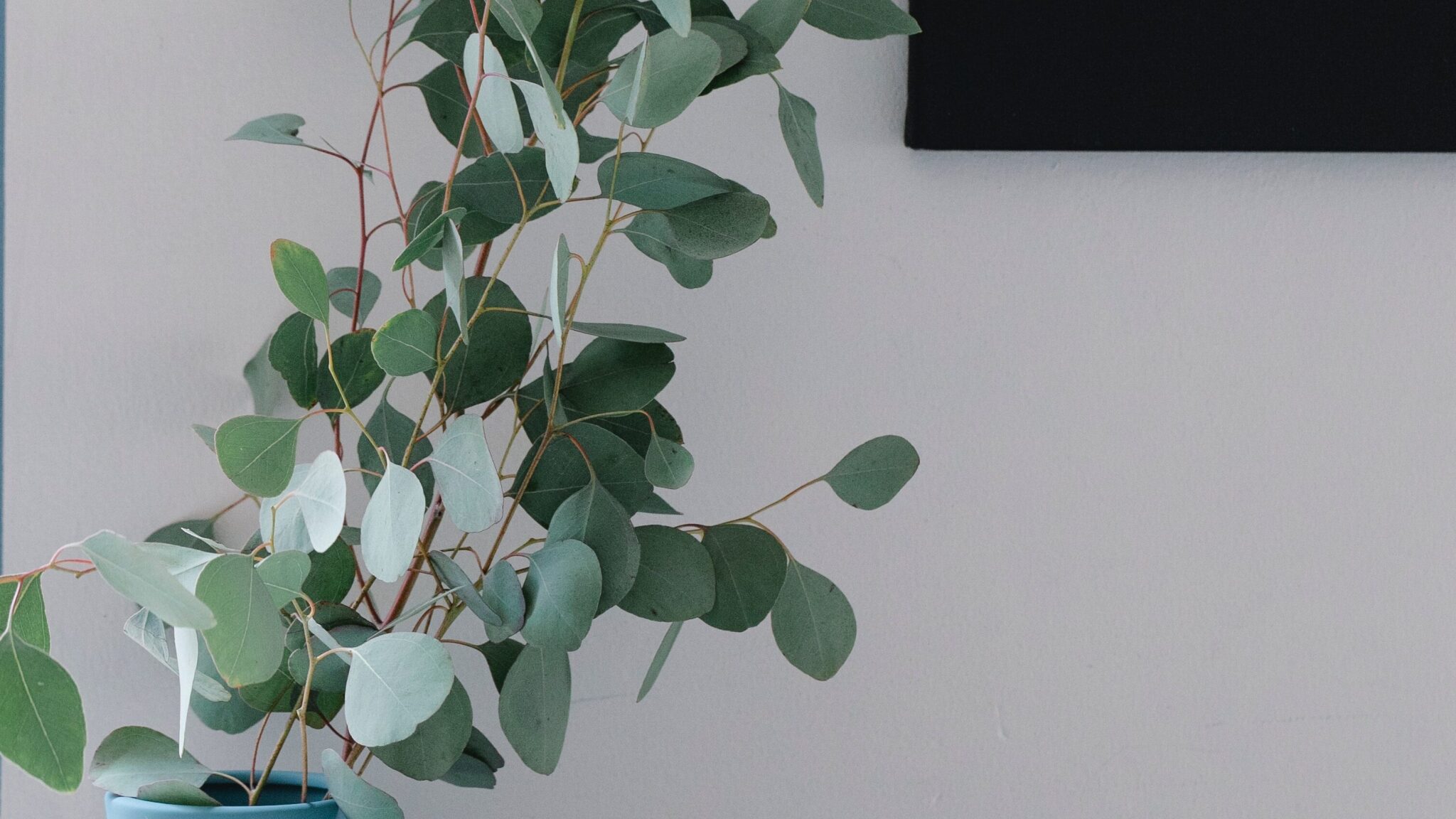 Todo lo que debes saber sobre el eucalipto de hoja redonda beneficios